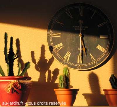 Hausse des temperatures la preuve par le cactus