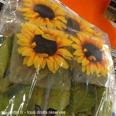 Fleurs d'Auchan