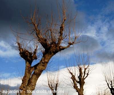 Jardin public auvergnat