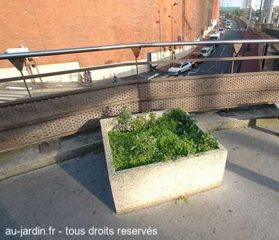 Petit jardin de Banlieue