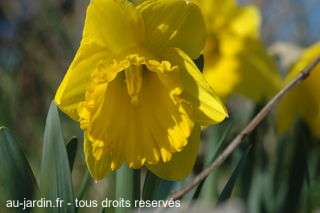 Les jonquilles sont dehors