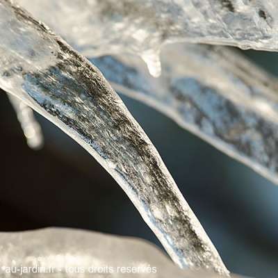 Hiver de glace