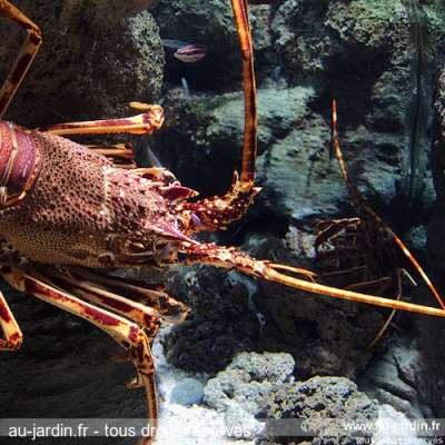Langouste parisienne