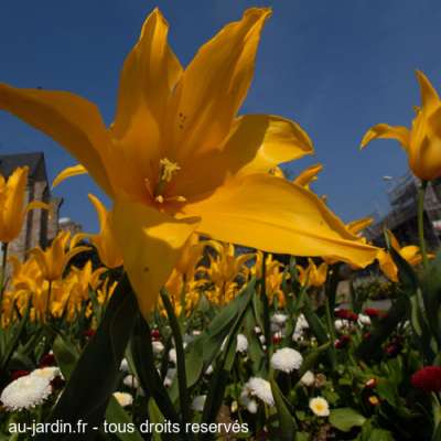 les fleurs du Mans dans la Sartre