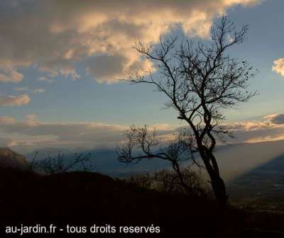 Arbre des Bauges