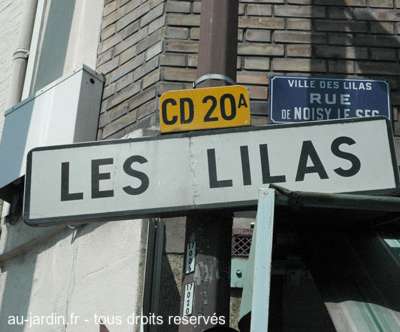 Lilas d'île de France