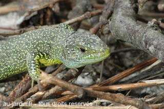 Y'a un lezard vert