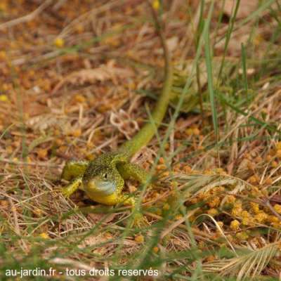 Lézard vert s'informant de la météo...