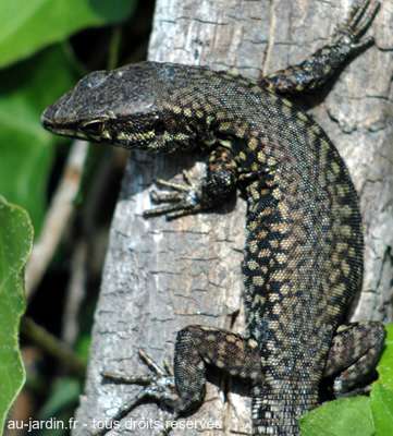 Lezard ardèchois