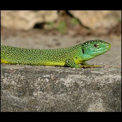 Lezard vert se prélassant