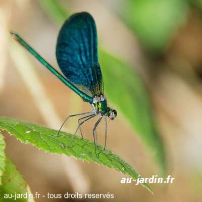 Libellule bleue