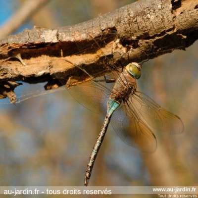 Libellule sur branche