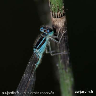 Libellule bleue sur fond noir