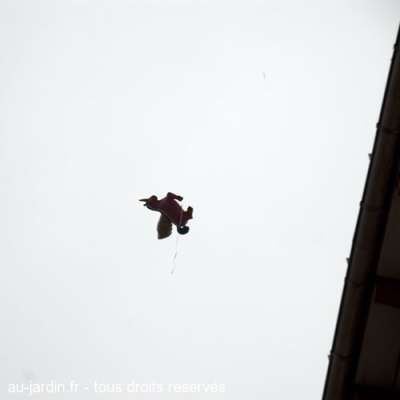 Licorne dans le ciel