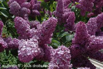 Lilas au pied de la maison d'arret de Digne les Bains