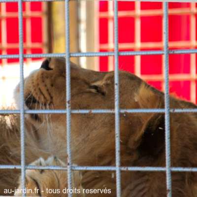 Lion dort