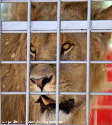 Lion en cage