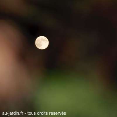 Pleine lune derrière des arbres