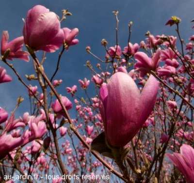 Magnolias en fleur au Parc Jouvet à Valence