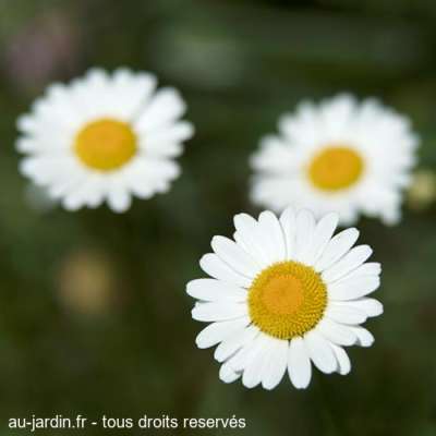 Trio de marguerites