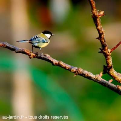 Mésange au couchant et de printemps...