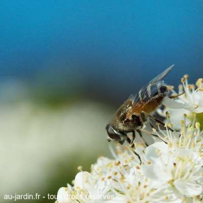 Mouche qui butine