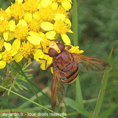 mouche jaune