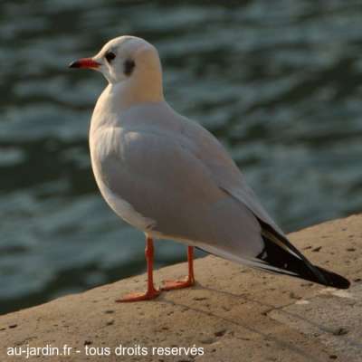 Mouettes sur l'île de la cité.