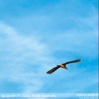 Mouette dans le ciel de camargue