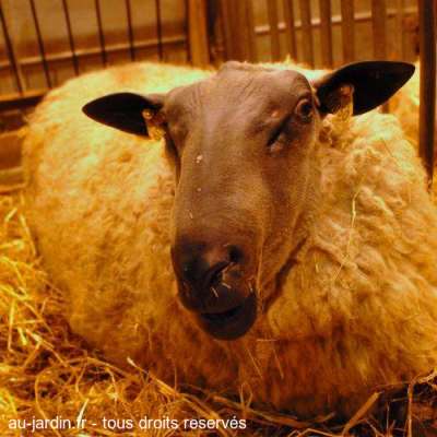 Mouton bleu du Maine