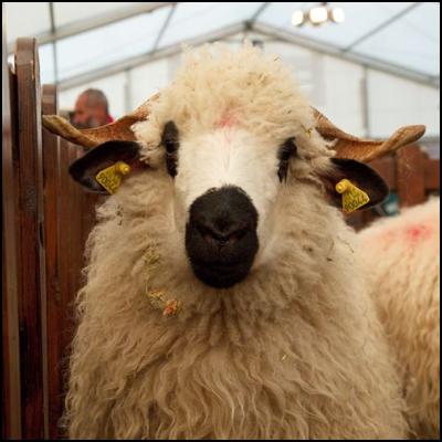 Mouton savoyard