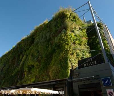 Plantes grimpantes à Avignon
