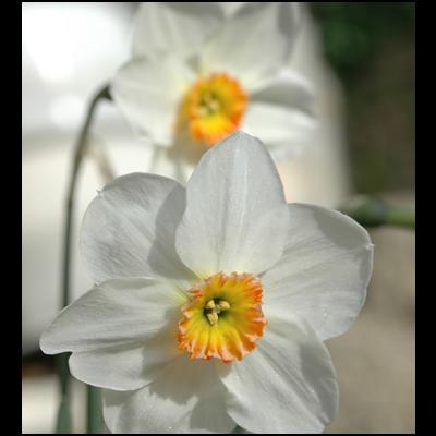 Narcisses