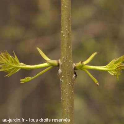 Les bras de Dame Nature