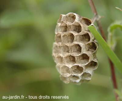 Nid de guêpes