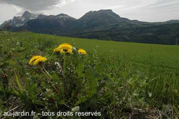 Pissenlit au pied de l'Obiou