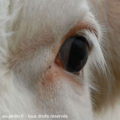 Oeil de boeuf