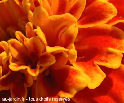 Oeillet d'inde