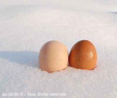 Oeufs à la neige