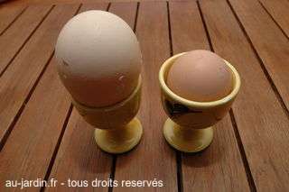 Des oeufs bio de jardin et de poules