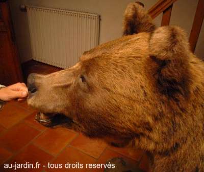 Sympa l'ours