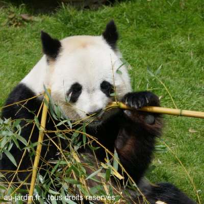 Panda à table