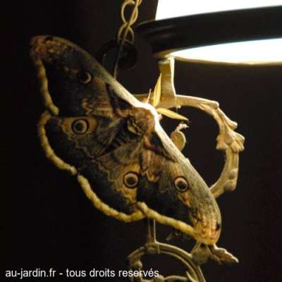 Paon de nuit