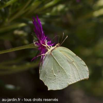 Papillon vert