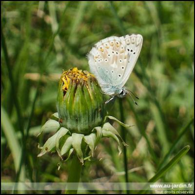 papillon azuré fringant sur pissenlit qui l'est moins