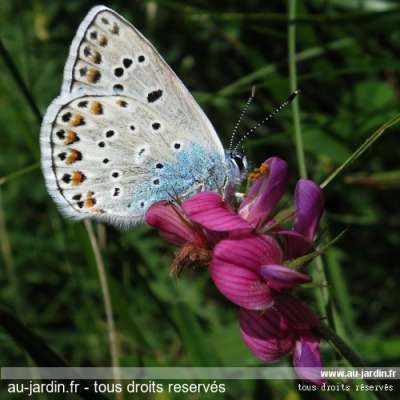 Papillon Azuré