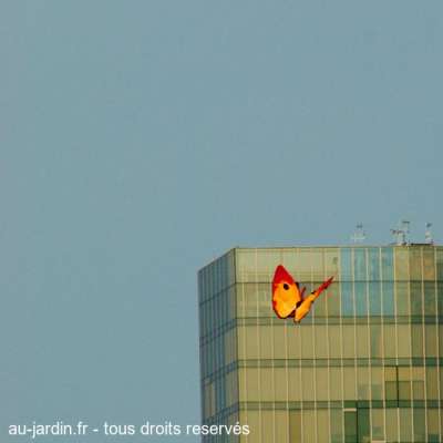 Papillon de Barcelone
