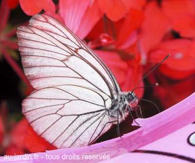 Un papillon qui mangerait une bouée.