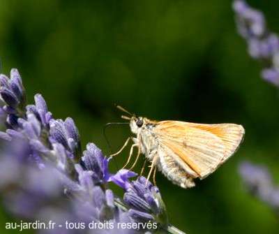 Nectar de lavande