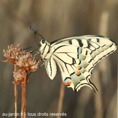 Papillon Machaon sur la plateau du Larzac